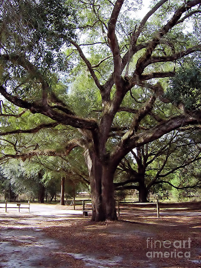 Beautiful Oak Photograph by D Hackett