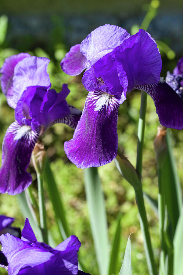 Beautiful Old Time Purple Iris Blooms Photograph by Kathy Clark