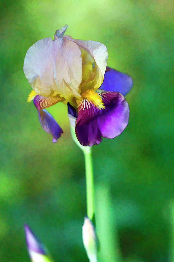 Beautiful Old Time Two Tone Iris  Photograph by Kathy Clark