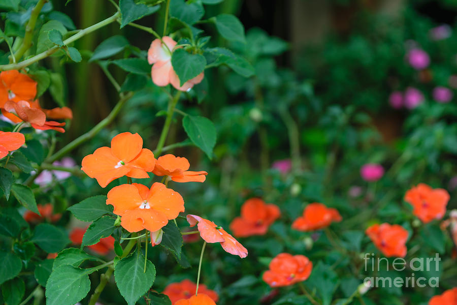 Beauty Photograph - Beautiful Orange Flower, Naturally by Pongmoji Beauty Photograph - Beautiful Orange Flower, Naturally by Pongmoji
