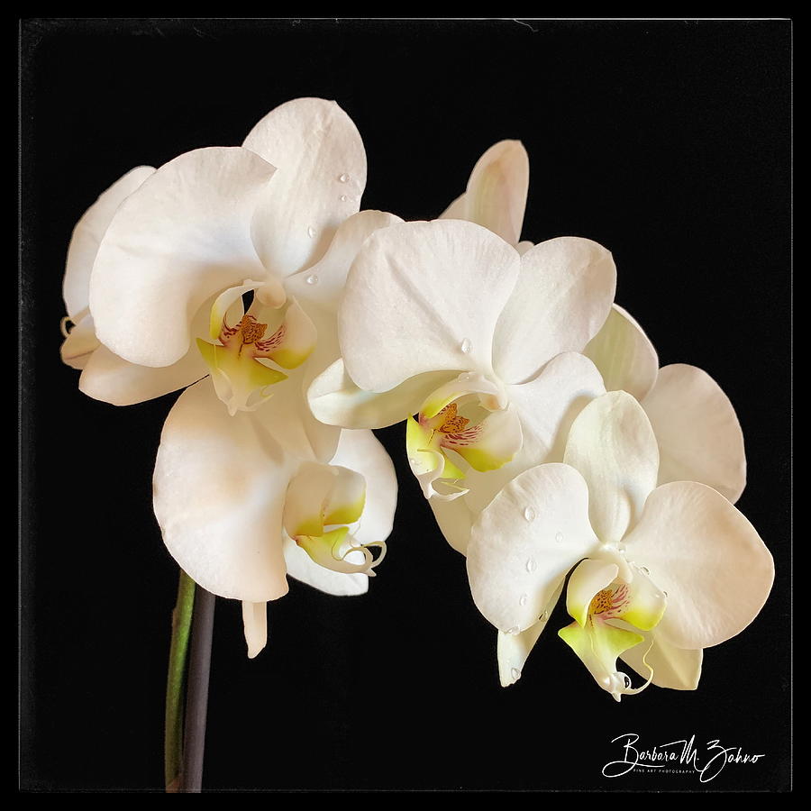 Beautiful Orchid Photograph by Barbara Zahno