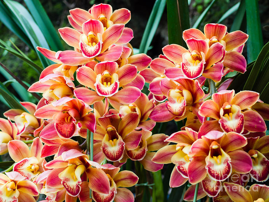 Beauty Photograph - Beautiful Orchid - Phalaenopsis by Atiger Beauty Photograph - Beautiful Orchid - Phalaenopsis by Atiger