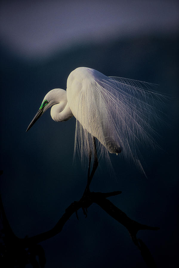Egret Photograph - Beautiful Ornament Feathers by Takafumi Yamashita