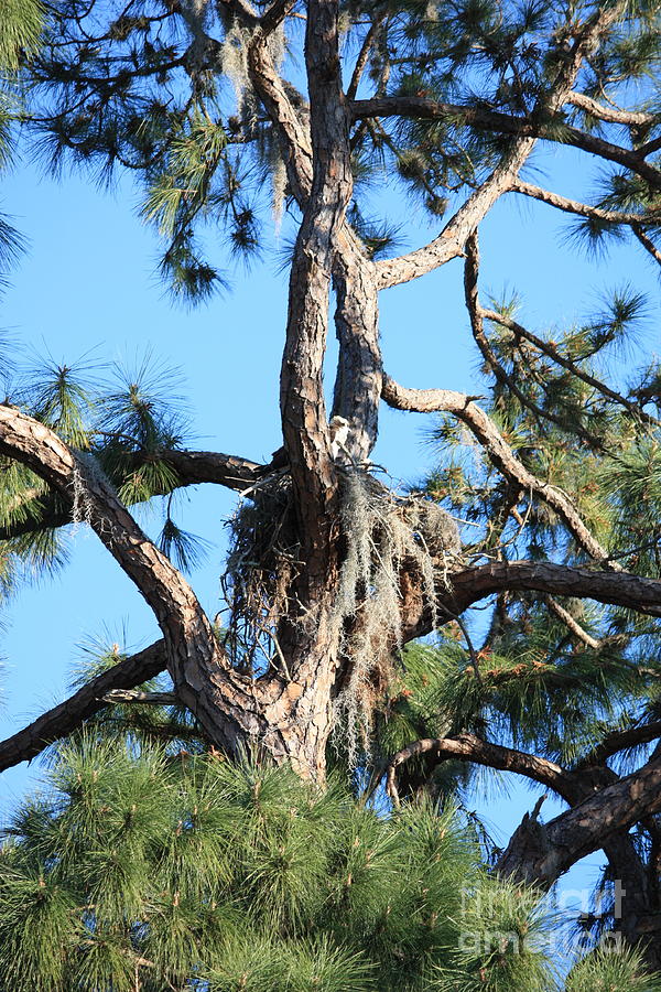 Beautiful Osprey Nesting Tree Photograph by Carol Groenen