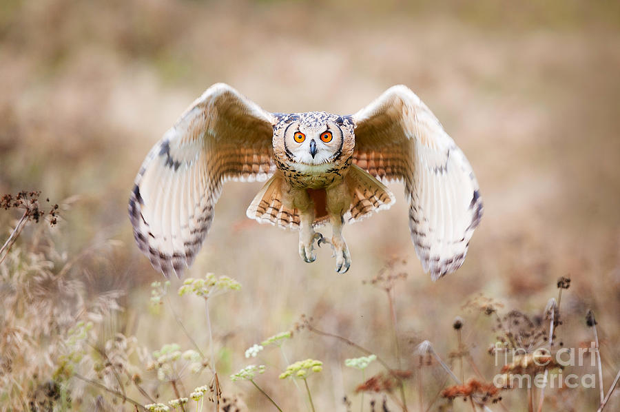 Feather Photograph - Beautiful Owl Photographed While by Jaroslaw Saternus
