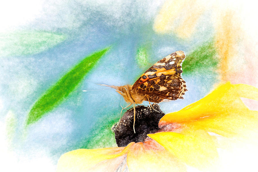 Beautiful Painted Lady Butterfly Photograph by Don Northup