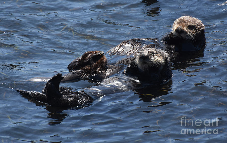 Beautiful Pair of Sea Otters Floating On their Backs in Blue Oce ...