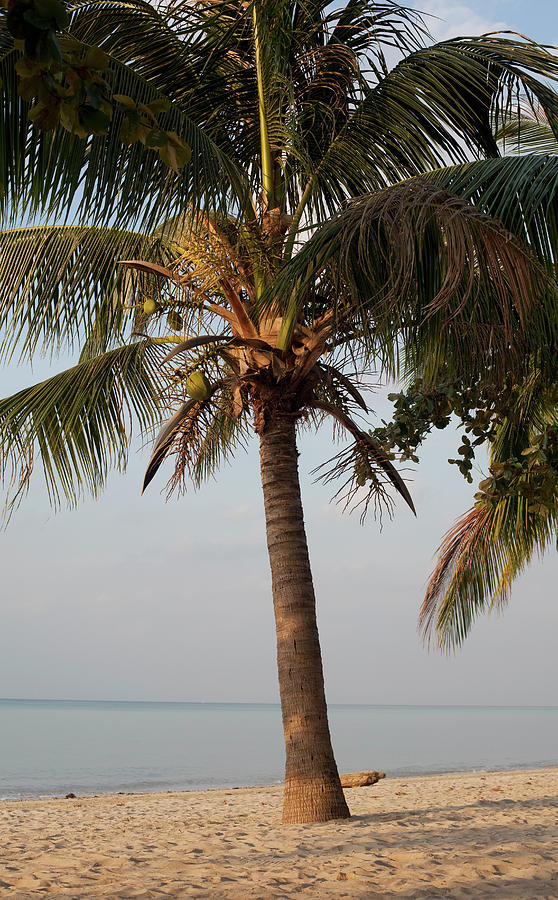 Nature Photograph - Beautiful Palm Tree On The Beach by Frank Rothe