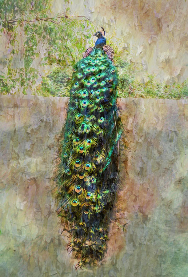 Beautiful Peacock on the Wall Textured Photograph by Debra and Dave Vanderlaan