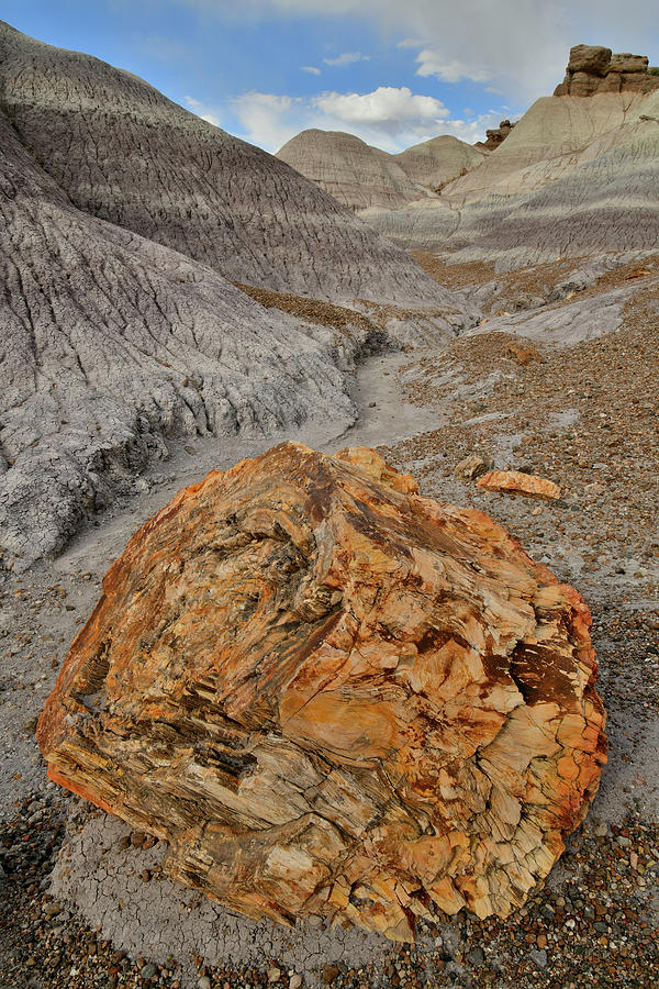 Beautiful Petrified Wood in Blue Mesa Photograph by Ray Mathis