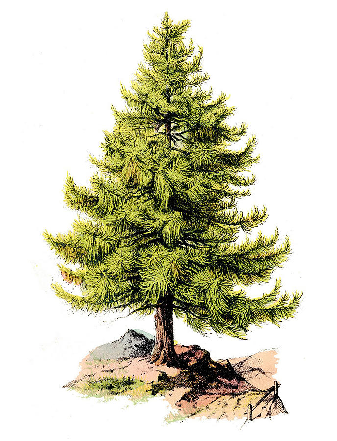 Nature Digital Art - Beautiful pine tree by Long Shot