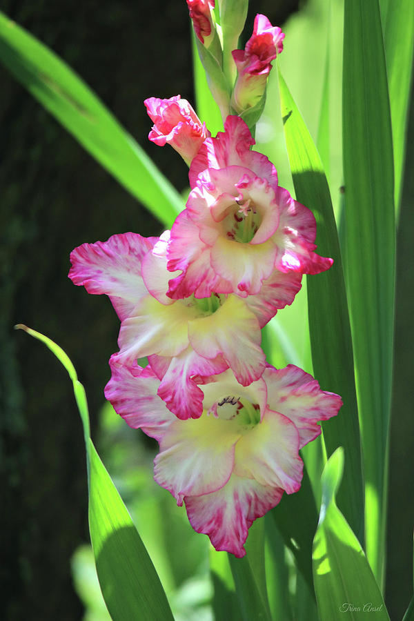 Beautiful Pink and White Gladiolus Photograph by Trina Ansel