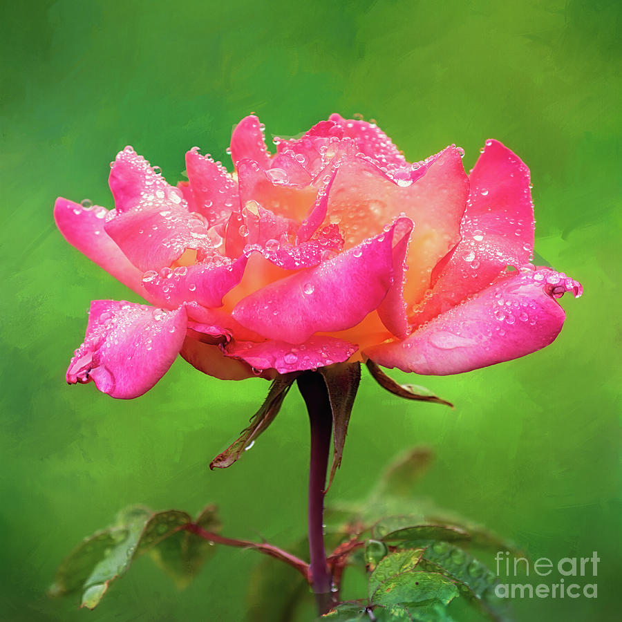 Beautiful Two-tone Rose In The Rain Photograph