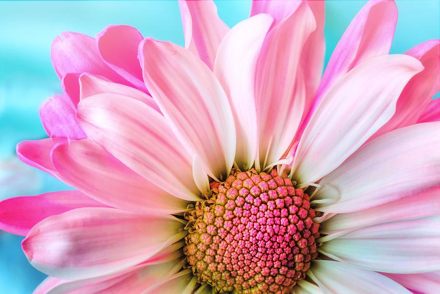 Beautiful pink flower Photograph by Top Wallpapers
