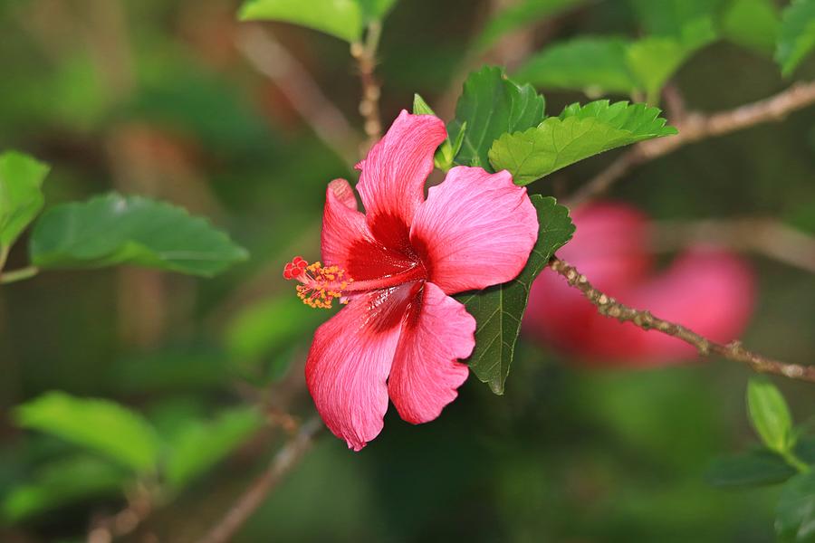 Beautiful Pink Hibiscus Flower Green Leaves Photograph