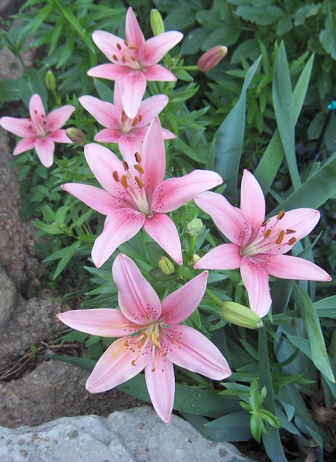 https://images.fineartamerica.com/images/artworkimages/mediumlarge/2/beautiful-pink-lilies-paul-phyllis-stuart.jpg
