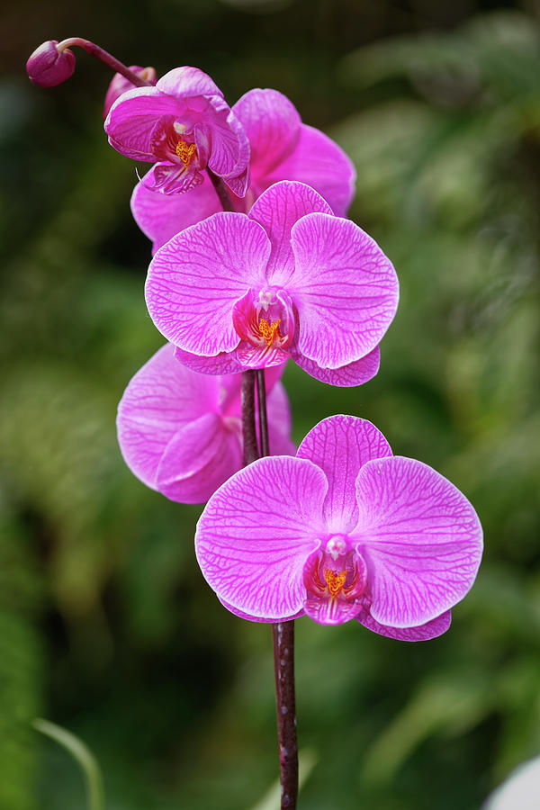 Beautiful pink orchid flower Photograph by Mohamed Abdelrazek - Pixels