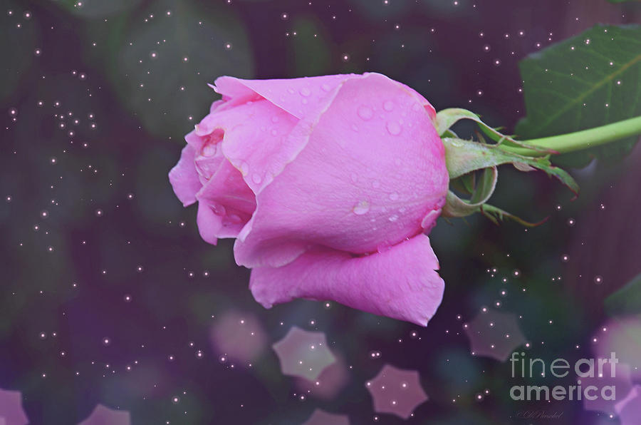 Beautiful Pink Rose Photograph by Debby Pueschel