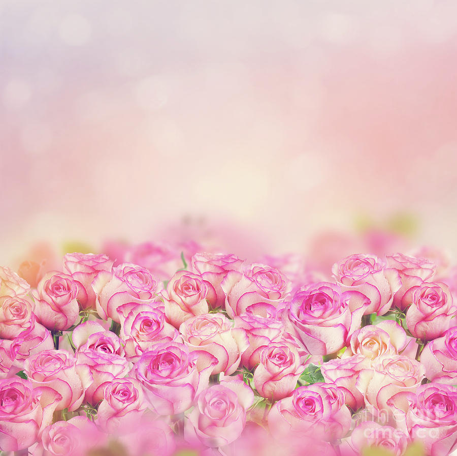 beautiful pink rose flowers wallpapers