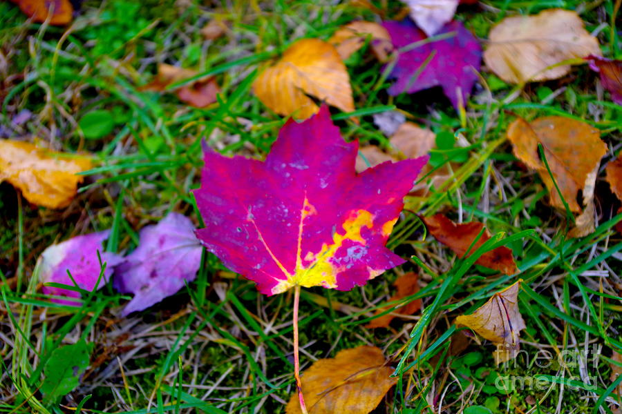 Beautiful Pocono Autumn Leaf Photograph by Barbra Telfer