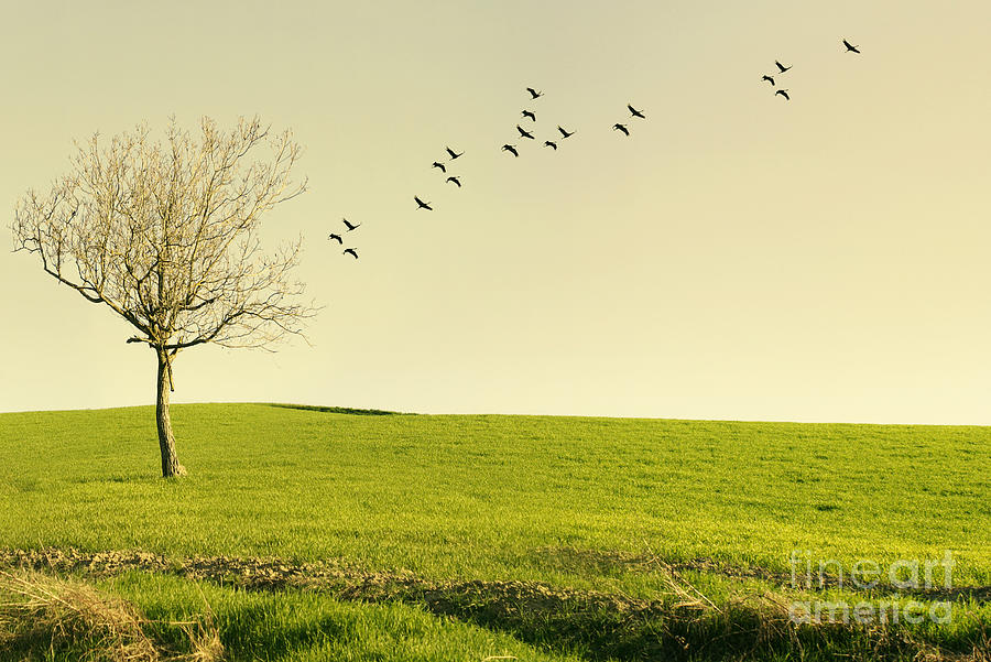 Flight Photograph - Beautiful Poetic Landscape With A Tree by Valentina Photos Flight Photograph - Beautiful Poetic Landscape With A Tree by Valentina Photos