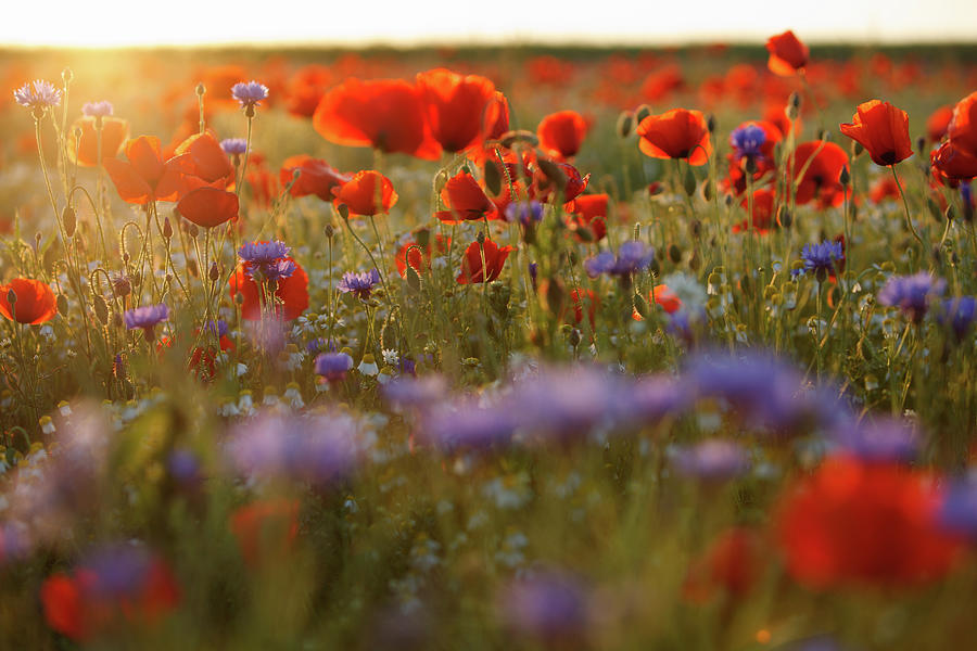 Beautiful Purple And Red Poppy Field In by Thejack