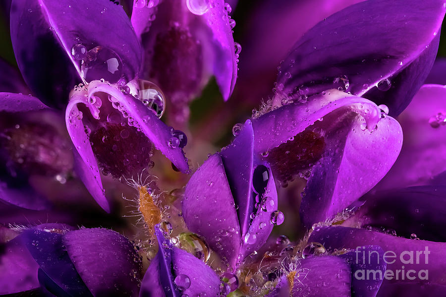 Beautiful Purple Lupin flower close up with waterdrops  Photograph by Simon Bratt