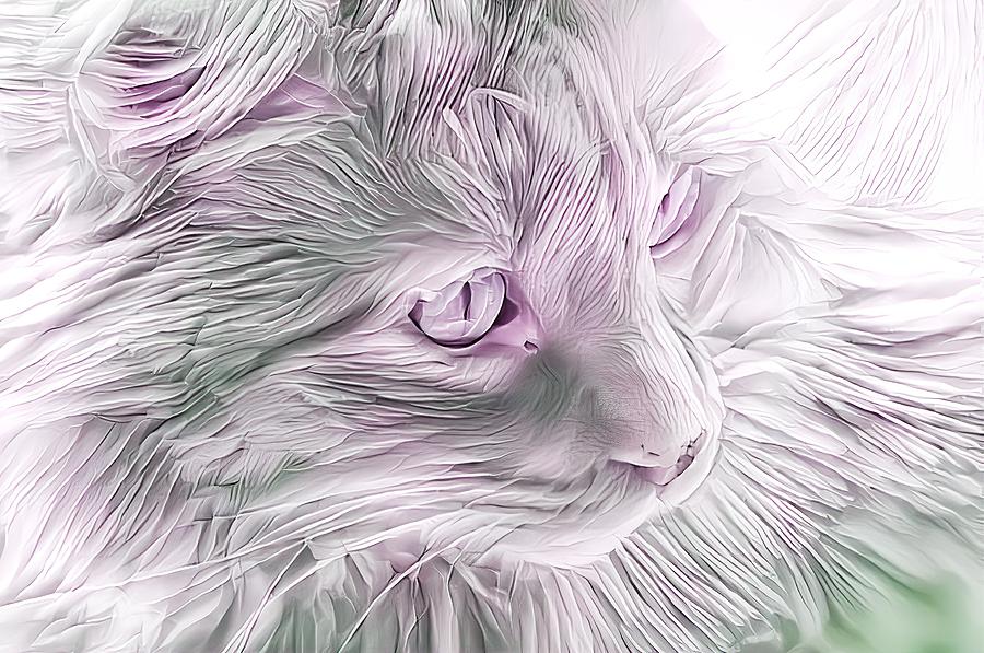 Beautiful Purple Maine Coon Digital Art by Don Northup