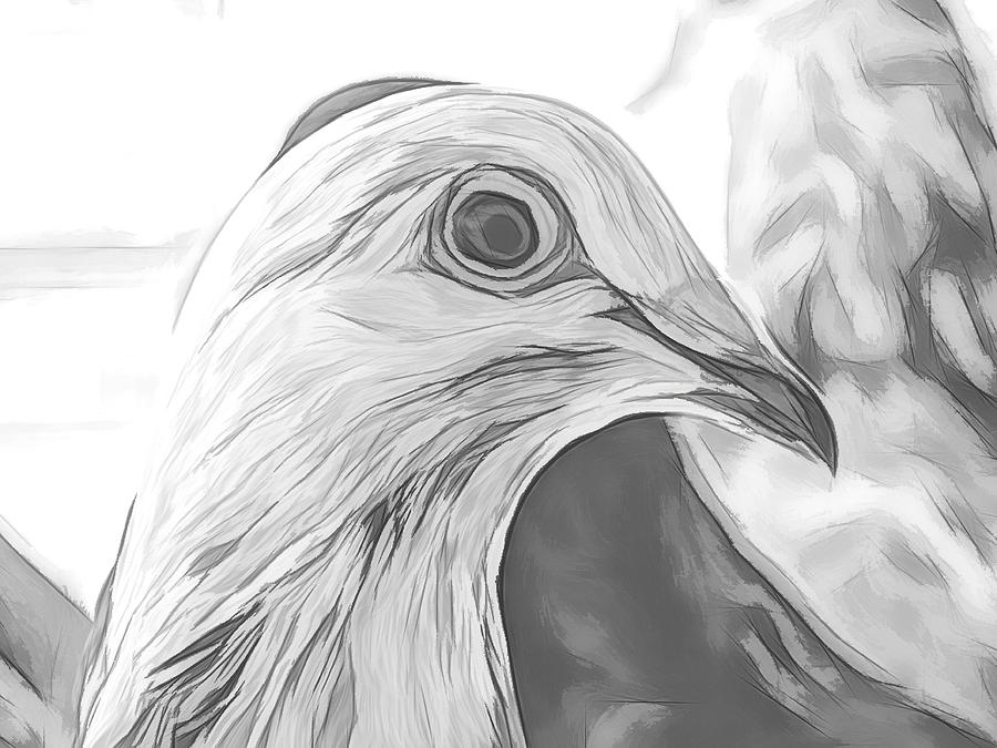Pigeon or dove bird hand drawn sketch. White pigeon, dove bird standing  side view, close up, detailed hand drawn sketch, flat | CanStock