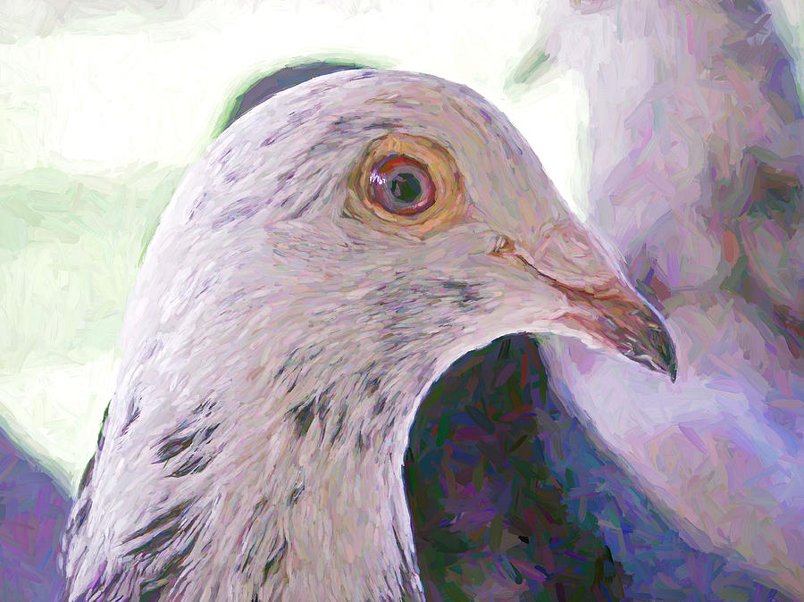 Beautiful Racing Pigeon Van Gogh Photograph by Don Northup