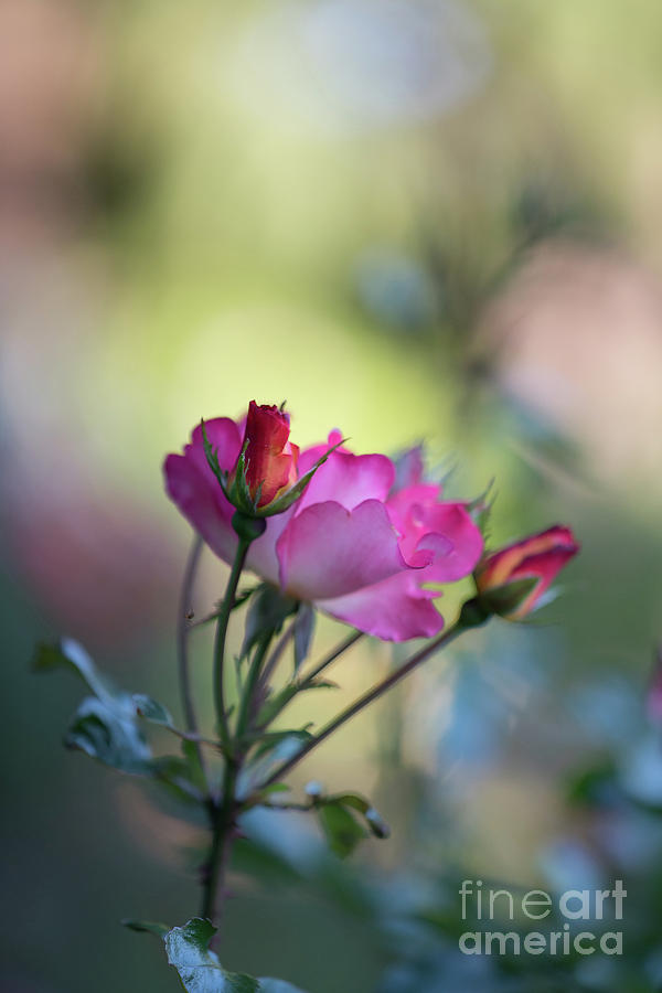 Beautiful Rainbow Roses Photograph