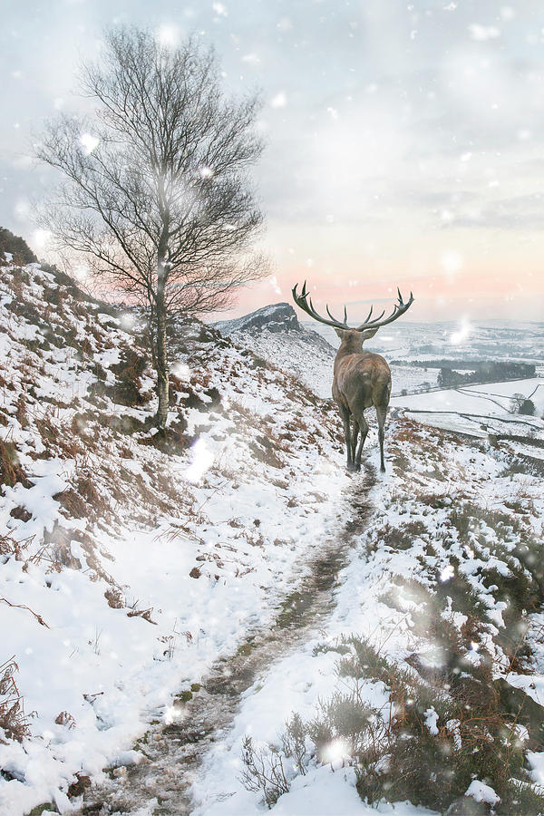 Snow Deer -  Canada