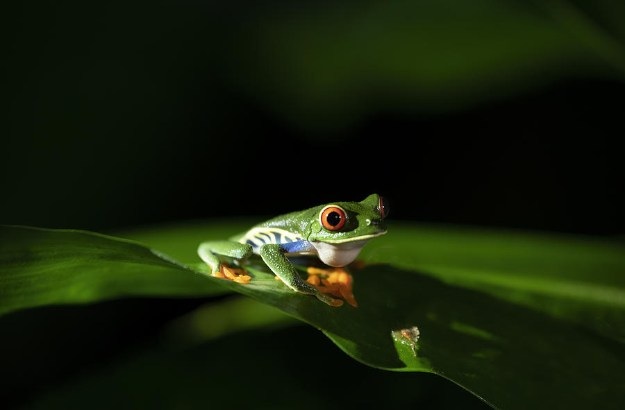 Beautiful Red-eyed Tree Frog Photograph by Betty Liu - Fine Art America