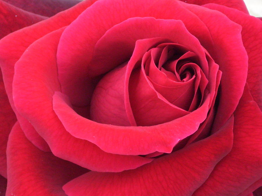 Beautiful Red Rose Photograph by L Diana Smith - Fine Art America