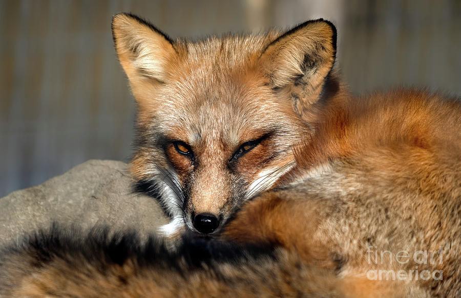 Beautiful red fox closeup Photograph by Sam Rino