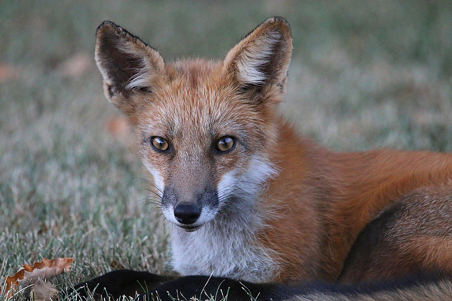 Beautiful Red Fox Photograph by Living Color Photography Lorraine Lynch