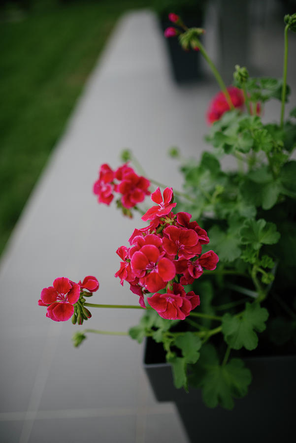 Spring Photograph - Beautiful Red Homemade Flowers In The Garden From Above. by Cavan Images