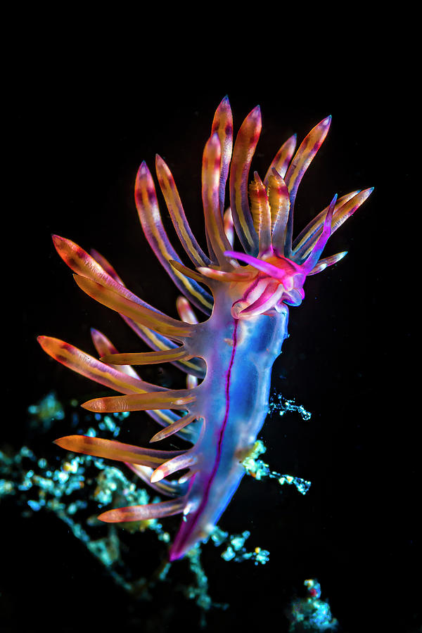 Beautiful Red-lined Flabellina Photograph by Bruce Shafer