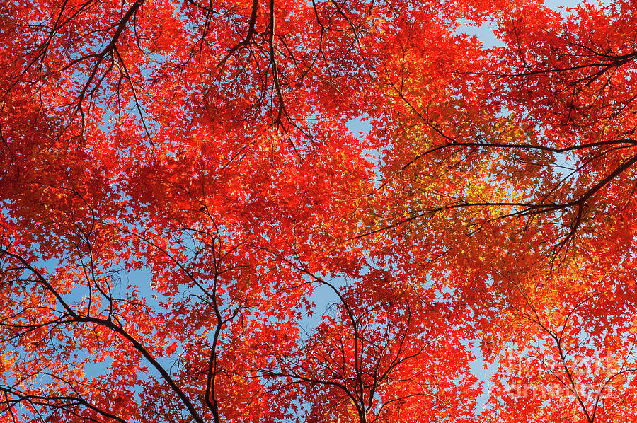 Beautiful red maple leaves In autumn, Kyoto, Japan Photograph by Yao ...