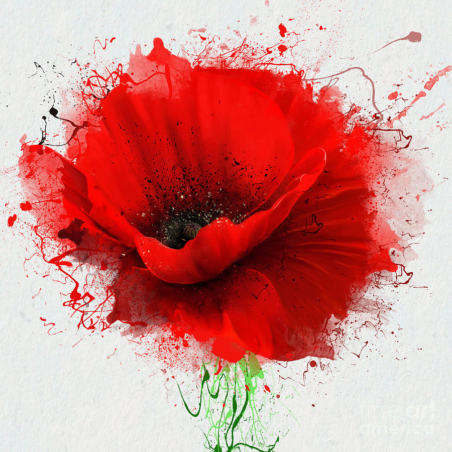 Spring Digital Art - Beautiful Red Poppy Closeup On A White by Pacrovka