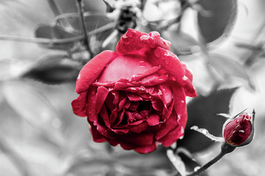 Beautiful Red Rose  Photograph by Jason Hughes