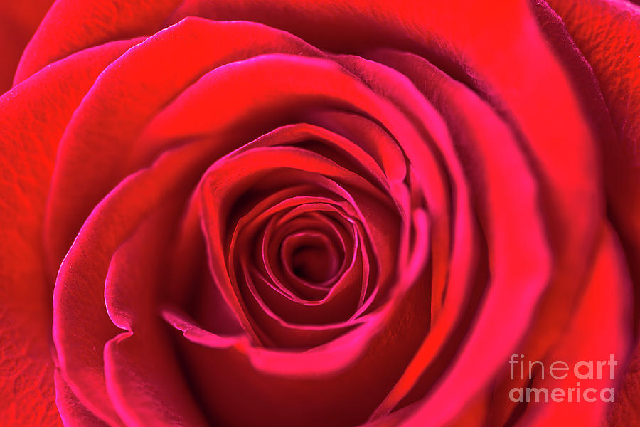 Beautiful Red Rose Romantic Flower Photograph by Sharpyshooter