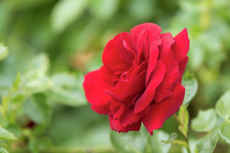 Beautiful Red Roses In Spring Garden Photograph by Artush Foto - Fine ...