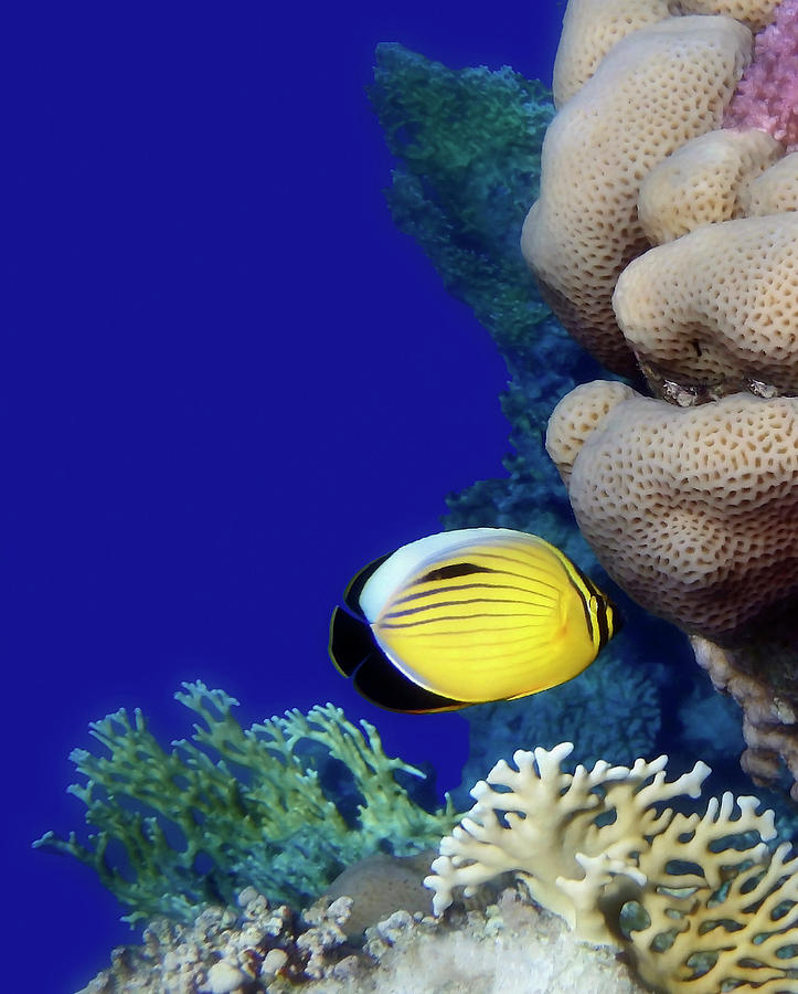 Beautiful Red Sea Butterflyfish And Colorful Corals Photograph by Johanna Hurmerinta