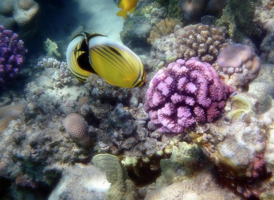 Beautiful Red Sea Exquisite Butterflyfish And Corals Photograph by Johanna Hurmerinta