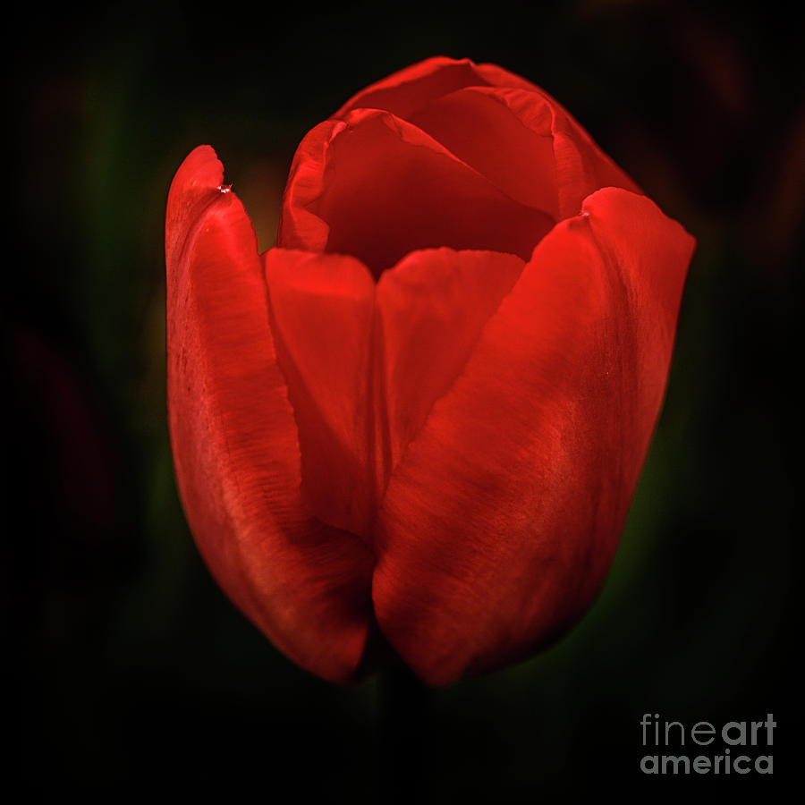Beautiful Red Tulip  Photograph by Robert Bales