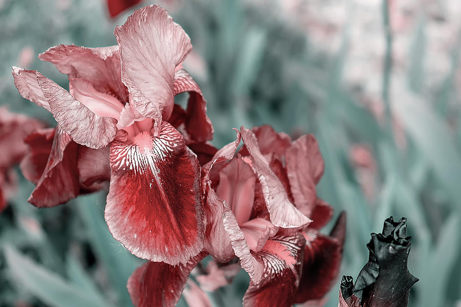 Beautiful retro style iris Photograph by Marina Usmanskaya