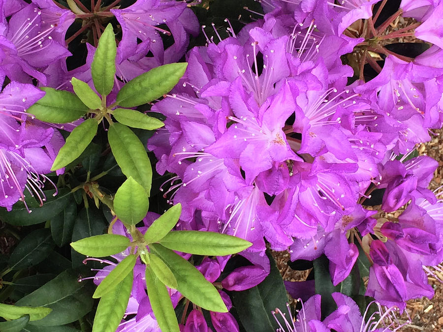 Beautiful Rhododendron  Photograph by Jacklyn Duryea Fraizer
