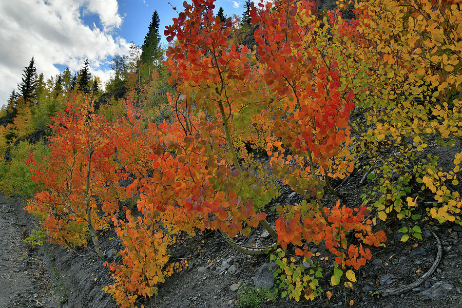 Beautiful Roadside Aspens near Red Mountain Pass Photograph by Ray Mathis