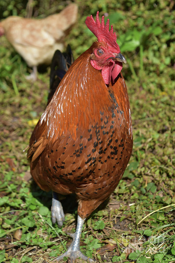 Beautiful Rooster with Silky Brown Feathers with Black Flecks ...